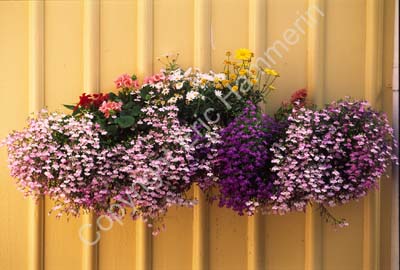 Marstrand blommor på vägg 961623