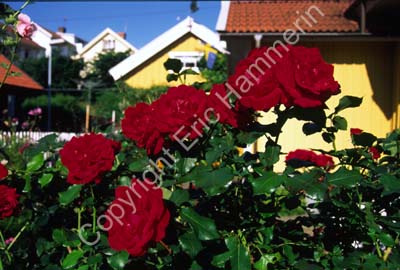 Mollösund hus rosor 971330