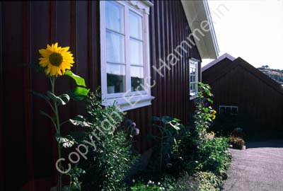 Mollösund hus solros 971327