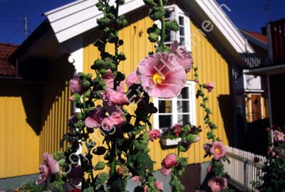 Mollösund hus stockrosor 971329