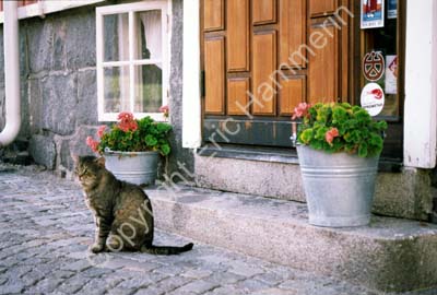 Strömstad katt trappa blommor dörr 970513