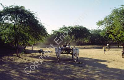Bullock cart Pagan 867420