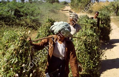 Women carrying harvest 867518