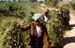 Women carrying harvest 867518