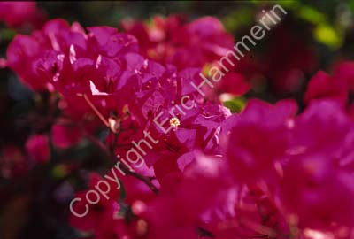 Bougainvillea 002028