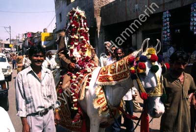 Bride groom on white horse 003329