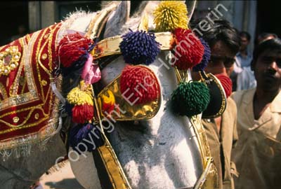 Bride groom on white horse detail 003330