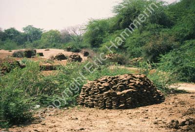 Cow dung dried piles 002918