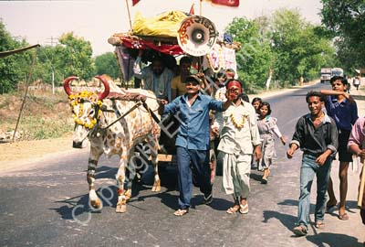 Ox bullock cart decorated 003336