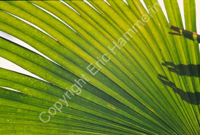 Palm leaf 002026