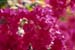 Bougainvillea 002027