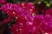 Bougainvillea 002028