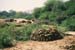 Cow dung dried piles 002918