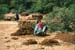 Cow dung manure processing 002917