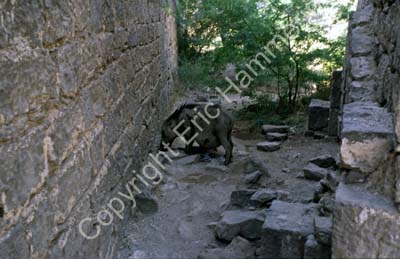 Pig eating trash Bijapur 855004