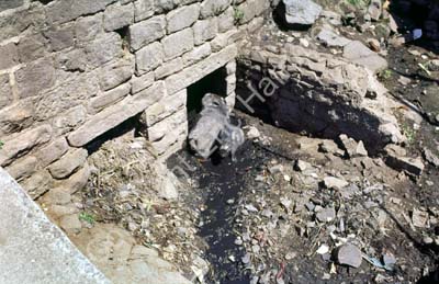 Pigs in sewer Bijapur 855008