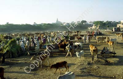 Cattle and people outside Dwarka 861601