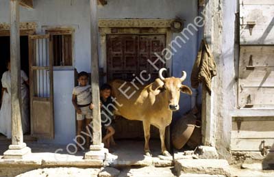 Cow and boys at door Dwarka 861504