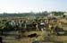 Cattle and people outside Dwarka 861601