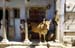 Cow and boys at door Dwarka 861504
