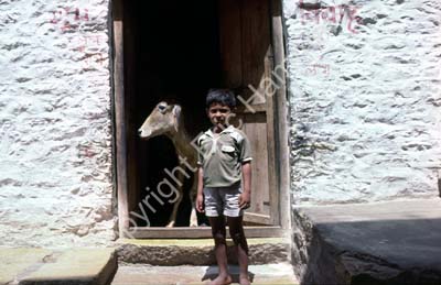 Boy and cow in doorway Jaisalmer 8510326