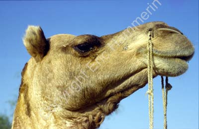 Camel head portrait Jaisalmer 863806