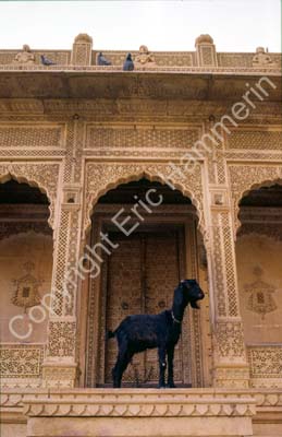 Carved sandstone bldg. goat door Jaisalmer 857617