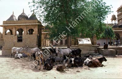 Cattle under shady tree Jaisalmer 8510319
