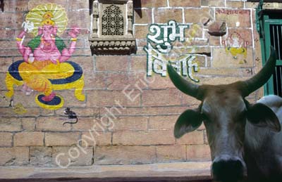 Cow and decorated wall Jaisalmer 8510029