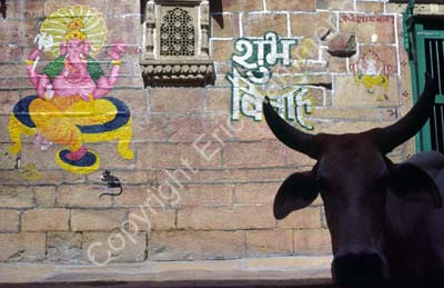 Cow and decorated wall Jaisalmer 8510029b