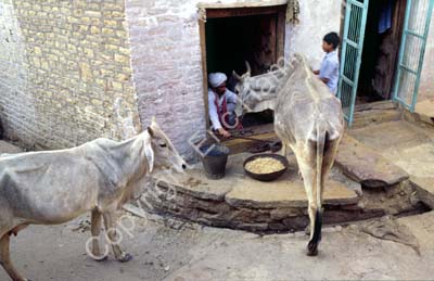 Cows on stairs Jaisalmer 857610
