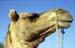 Camel head portrait Jaisalmer 863806