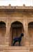 Carved sandstone bldg. goat door Jaisalmer 857617