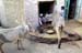 Cows on stairs Jaisalmer 857610