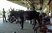 Cow entering railway station Jamnagar 861815