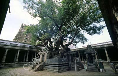 Ekambareshvara temple mango tree 3000 y.o. Kanchipuram 854113