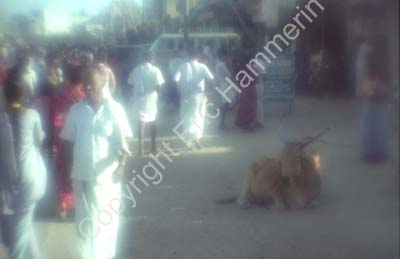 Street scene with bull and people Kanchipuram 859212