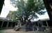 Ekambareshvara temple mango tree 3000 y.o. Kanchipuram 854113