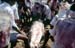 Funeral cremation Kanchipuram 854211