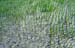 Rice field Kanchipuram 854130