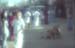 Street scene with bull and people Kanchipuram 859212