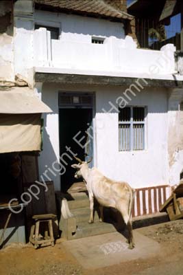 Cow on stairs Kanyakumari Cape Comorin 826414