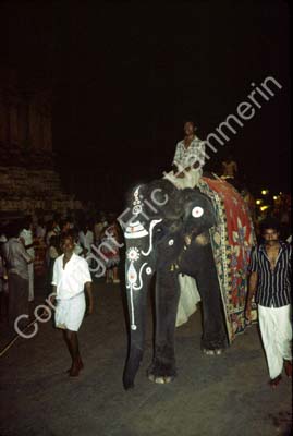 Elephant in procession Madurai 827026