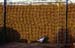 Cow dung drying on wall Madurai 854517