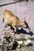 Cow eating garbage Madurai 826712