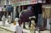 Elephant entering shop Madurai 854509