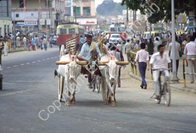 Ox bullock cart 825709