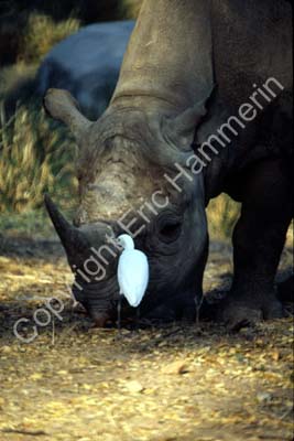 Rhino 826109