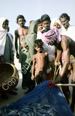 Fishermen Gopalpur 853618