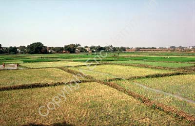 Rice fields paddies Puri 858837